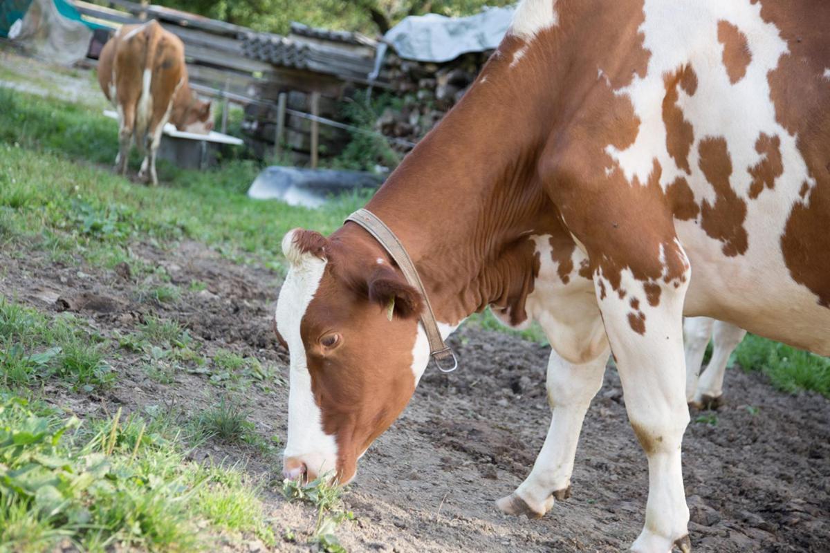 Bio-Bauernhof Einberghof Leilighet Pfarrwerfen Eksteriør bilde